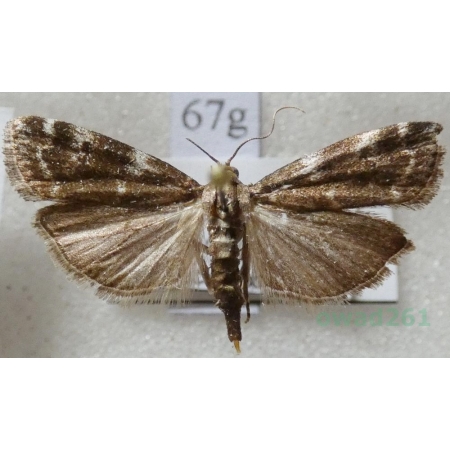 Assara terebrella (Zincken, 1818) Czech67g